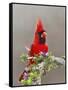 Northern Cardinal, Texas, USA-Larry Ditto-Framed Stretched Canvas