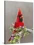 Northern Cardinal, Texas, USA-Larry Ditto-Stretched Canvas