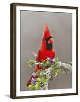 Northern Cardinal, Texas, USA-Larry Ditto-Framed Premium Photographic Print