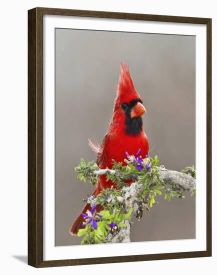 Northern Cardinal, Texas, USA-Larry Ditto-Framed Premium Photographic Print