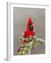 Northern Cardinal, Texas, USA-Larry Ditto-Framed Premium Photographic Print