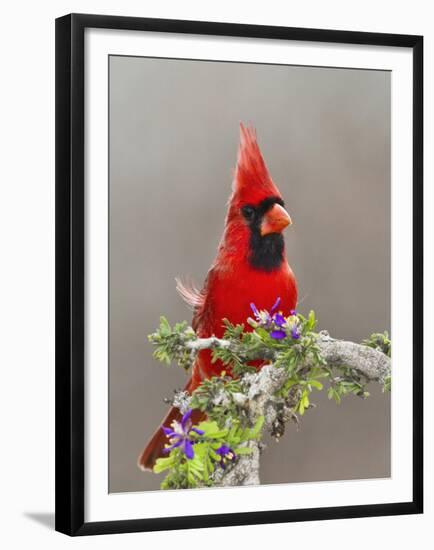 Northern Cardinal, Texas, USA-Larry Ditto-Framed Premium Photographic Print