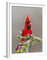 Northern Cardinal, Texas, USA-Larry Ditto-Framed Premium Photographic Print