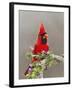 Northern Cardinal, Texas, USA-Larry Ditto-Framed Premium Photographic Print