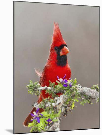 Northern Cardinal, Texas, USA-Larry Ditto-Mounted Premium Photographic Print