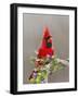 Northern Cardinal, Texas, USA-Larry Ditto-Framed Photographic Print