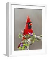 Northern Cardinal, Texas, USA-Larry Ditto-Framed Photographic Print