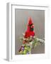 Northern Cardinal, Texas, USA-Larry Ditto-Framed Photographic Print