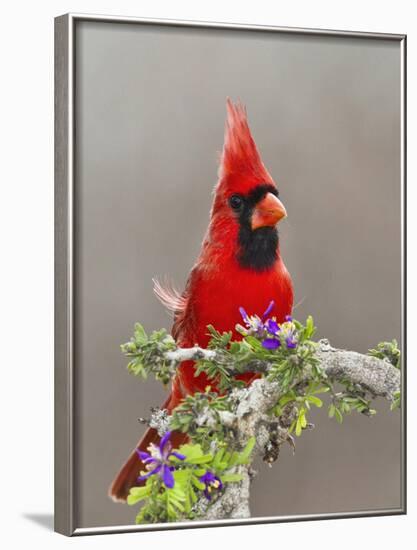 Northern Cardinal, Texas, USA-Larry Ditto-Framed Photographic Print