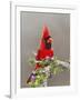 Northern Cardinal, Texas, USA-Larry Ditto-Framed Photographic Print