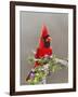 Northern Cardinal, Texas, USA-Larry Ditto-Framed Photographic Print