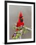 Northern Cardinal, Texas, USA-Larry Ditto-Framed Photographic Print