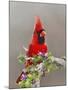 Northern Cardinal, Texas, USA-Larry Ditto-Mounted Photographic Print