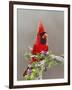 Northern Cardinal, Texas, USA-Larry Ditto-Framed Photographic Print