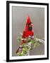 Northern Cardinal, Texas, USA-Larry Ditto-Framed Photographic Print