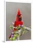 Northern Cardinal, Texas, USA-Larry Ditto-Framed Photographic Print