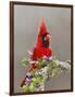 Northern Cardinal, Texas, USA-Larry Ditto-Framed Photographic Print