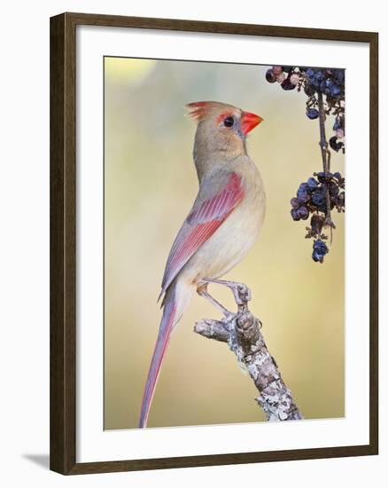 Northern Cardinal, Texas, USA-Larry Ditto-Framed Photographic Print