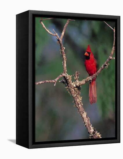 Northern Cardinal, Texas, USA-Dee Ann Pederson-Framed Stretched Canvas