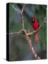 Northern Cardinal, Texas, USA-Dee Ann Pederson-Stretched Canvas