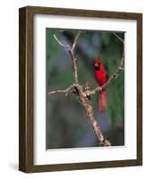 Northern Cardinal, Texas, USA-Dee Ann Pederson-Framed Photographic Print