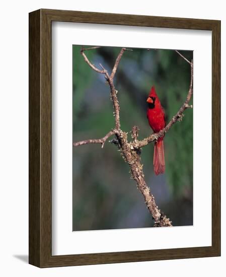 Northern Cardinal, Texas, USA-Dee Ann Pederson-Framed Photographic Print