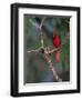 Northern Cardinal, Texas, USA-Dee Ann Pederson-Framed Photographic Print