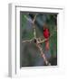 Northern Cardinal, Texas, USA-Dee Ann Pederson-Framed Photographic Print