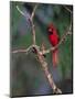 Northern Cardinal, Texas, USA-Dee Ann Pederson-Mounted Photographic Print