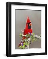 Northern Cardinal, Texas, USA-Larry Ditto-Framed Photographic Print