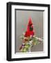 Northern Cardinal, Texas, USA-Larry Ditto-Framed Photographic Print