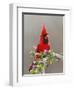 Northern Cardinal, Texas, USA-Larry Ditto-Framed Photographic Print