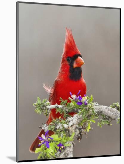 Northern Cardinal, Texas, USA-Larry Ditto-Mounted Photographic Print