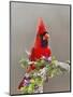 Northern Cardinal, Texas, USA-Larry Ditto-Mounted Photographic Print