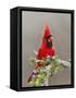 Northern Cardinal, Texas, USA-Larry Ditto-Framed Stretched Canvas