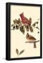 Northern Cardinal-null-Framed Poster