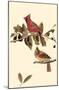 Northern Cardinal-null-Mounted Poster