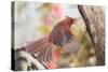 Northern Cardinal-Gary Carter-Stretched Canvas