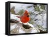 Northern Cardinal-Gary Carter-Framed Stretched Canvas