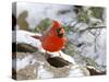 Northern Cardinal-Gary Carter-Stretched Canvas