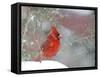 Northern Cardinal-Gary Carter-Framed Stretched Canvas