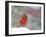 Northern Cardinal-Gary Carter-Framed Premium Photographic Print