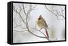 Northern Cardinal-Gary Carter-Framed Stretched Canvas