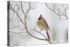 Northern Cardinal-Gary Carter-Stretched Canvas