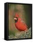 Northern Cardinal-Gary Carter-Framed Stretched Canvas