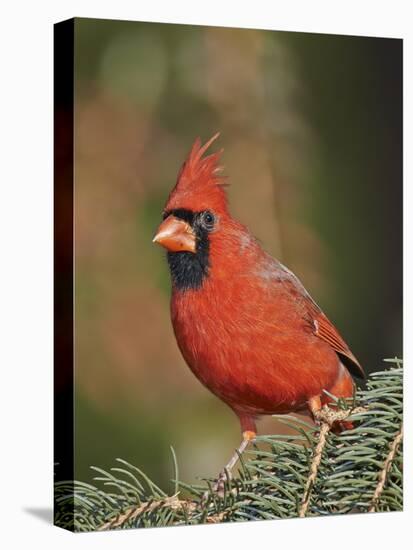 Northern Cardinal-Gary Carter-Stretched Canvas