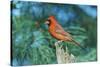 Northern Cardinal-Gary Carter-Stretched Canvas