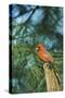 Northern Cardinal-Gary Carter-Stretched Canvas