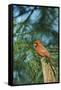 Northern Cardinal-Gary Carter-Framed Stretched Canvas