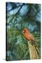 Northern Cardinal-Gary Carter-Stretched Canvas